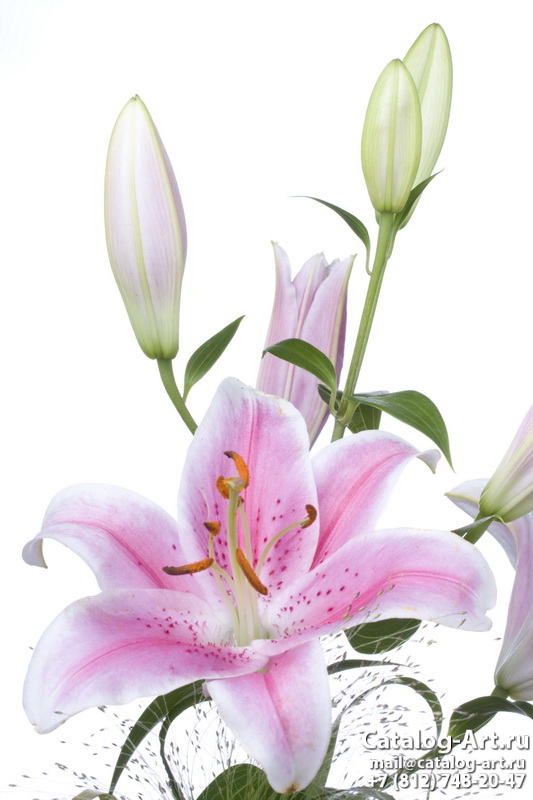 Pink lilies 4